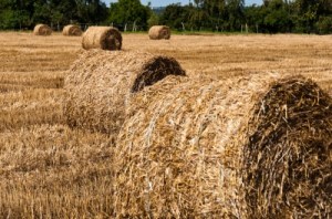 Image Hay Bales On Freshly Harvested Fields" Courtesy of Franky242/ freedigitalphotos.net