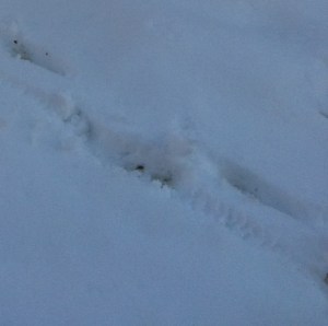 snow footprints