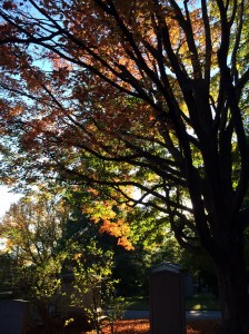Fall trees in Mount Auburn Cemetery