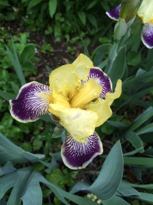 From our landlady's collection, which is also pretty great.