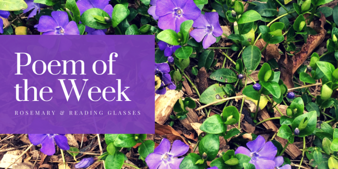 Whereof the Gift Is Small---poetry, Maxine Kumin, poem of the week, poetry discussion, flowers, nature